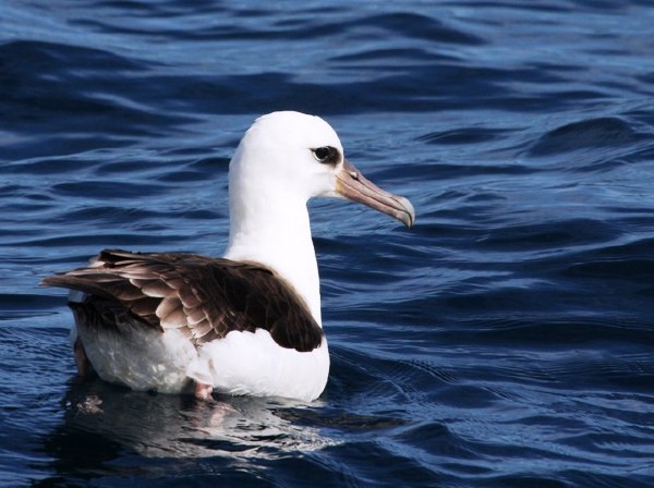 Laysan Albatross